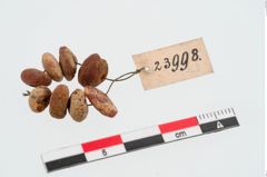 Foto von Perlenkette (NHMW-PRAE-023998)